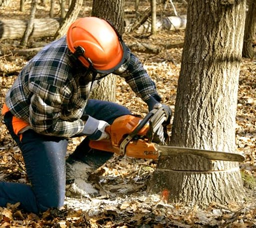 Tree Removal in Sykeston, ND